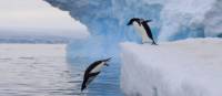 Adelie Penguins take the plunge in Antarctica | K Ovsyanikova