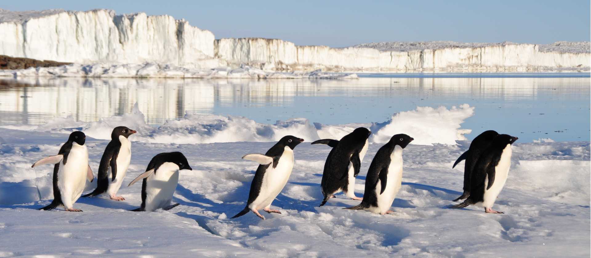Busy little Adelie Penguins