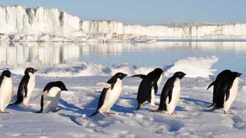 Busy little Adelie Penguins