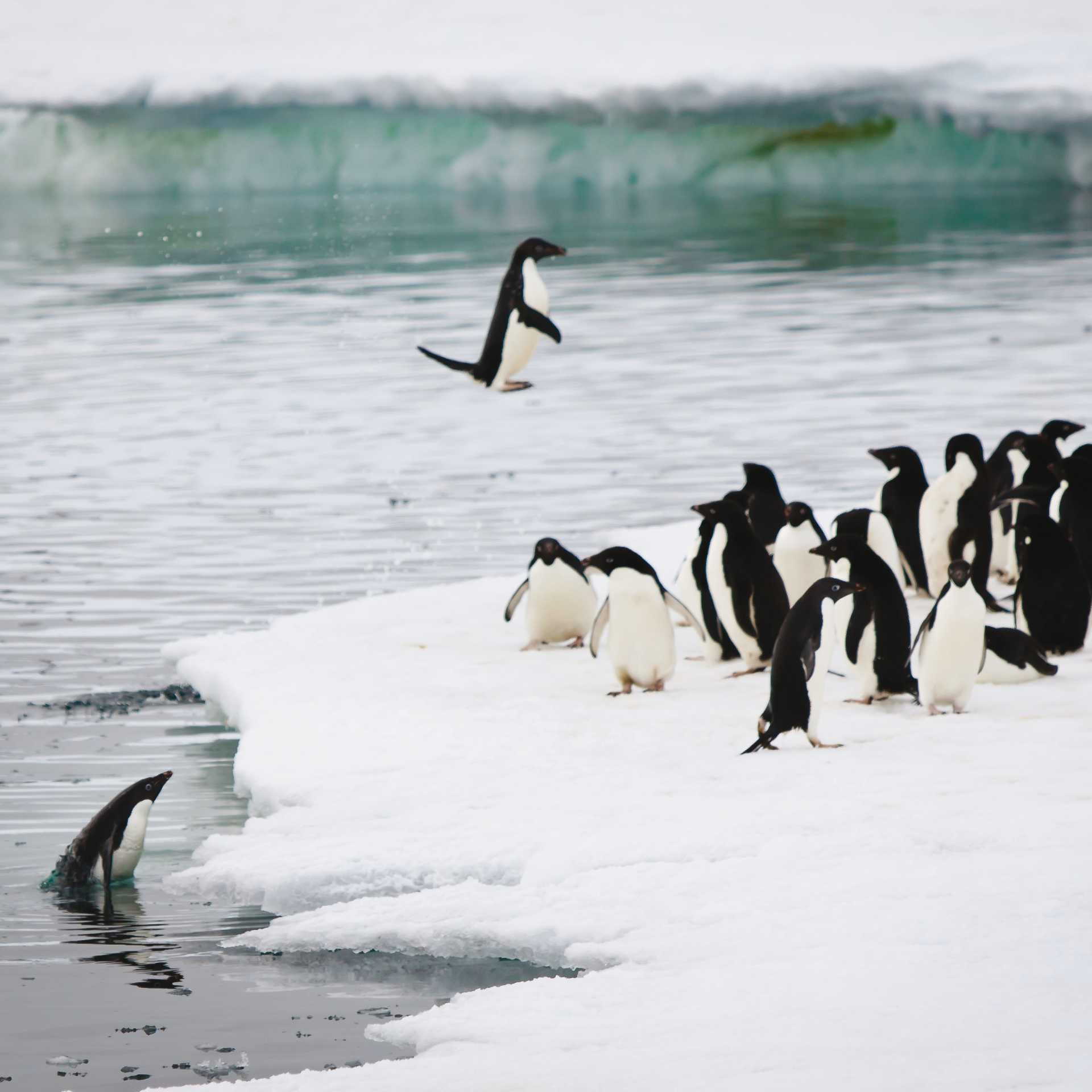 Adelie penguins leaping out of water onto an ice shelf, Commonwealth Bay, Antarctica | Kylie Jones
