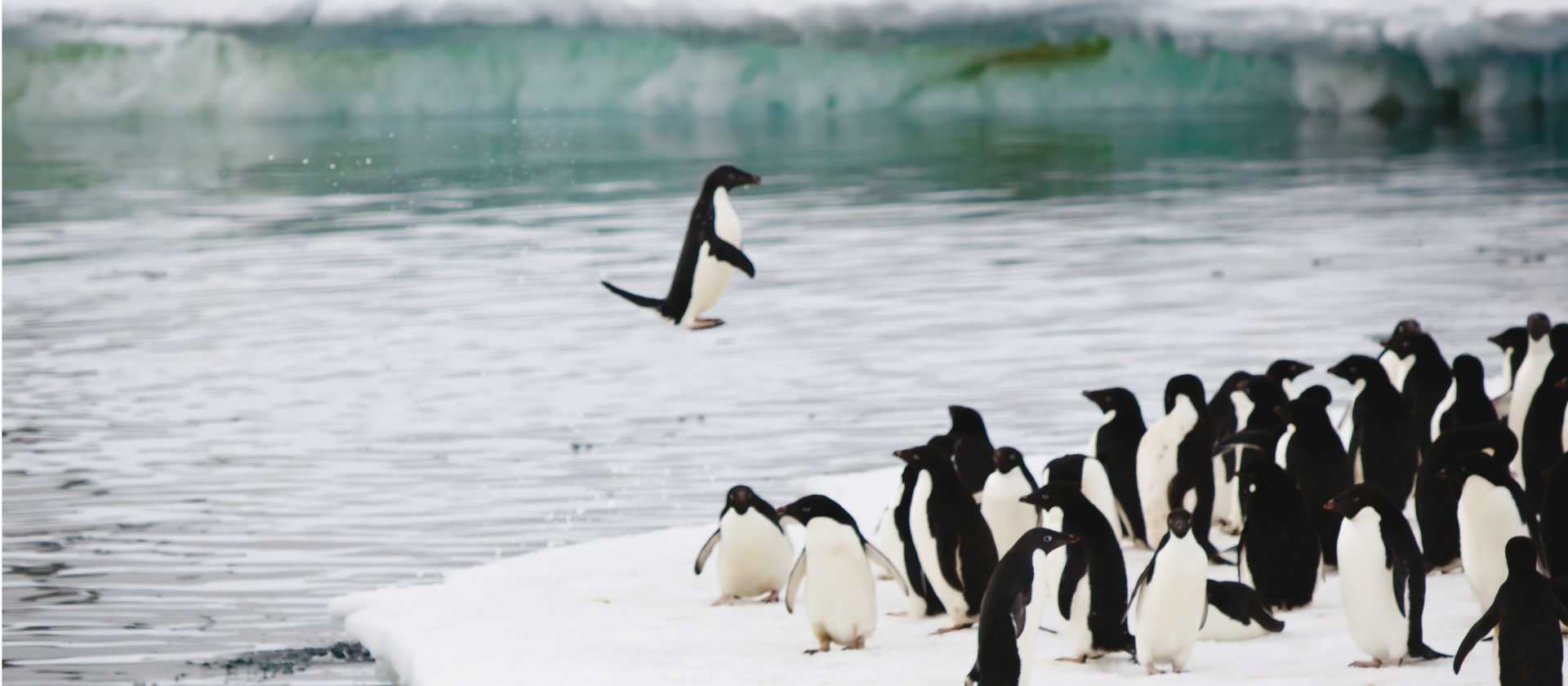 Adelie penguins leaping out of water onto an ice shelf, Commonwealth Bay, Antarctica | Kylie Jones