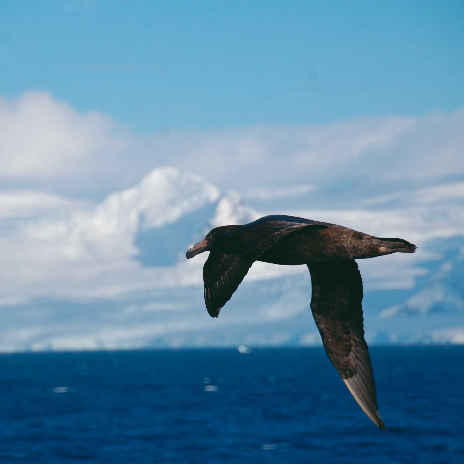 A giant petrel soars alongside a boat in Antarctica | Eve Ollington