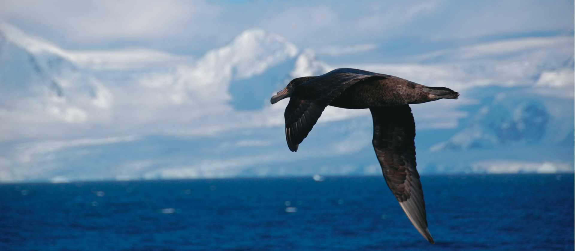 A giant petrel soars alongside a boat in Antarctica | Eve Ollington