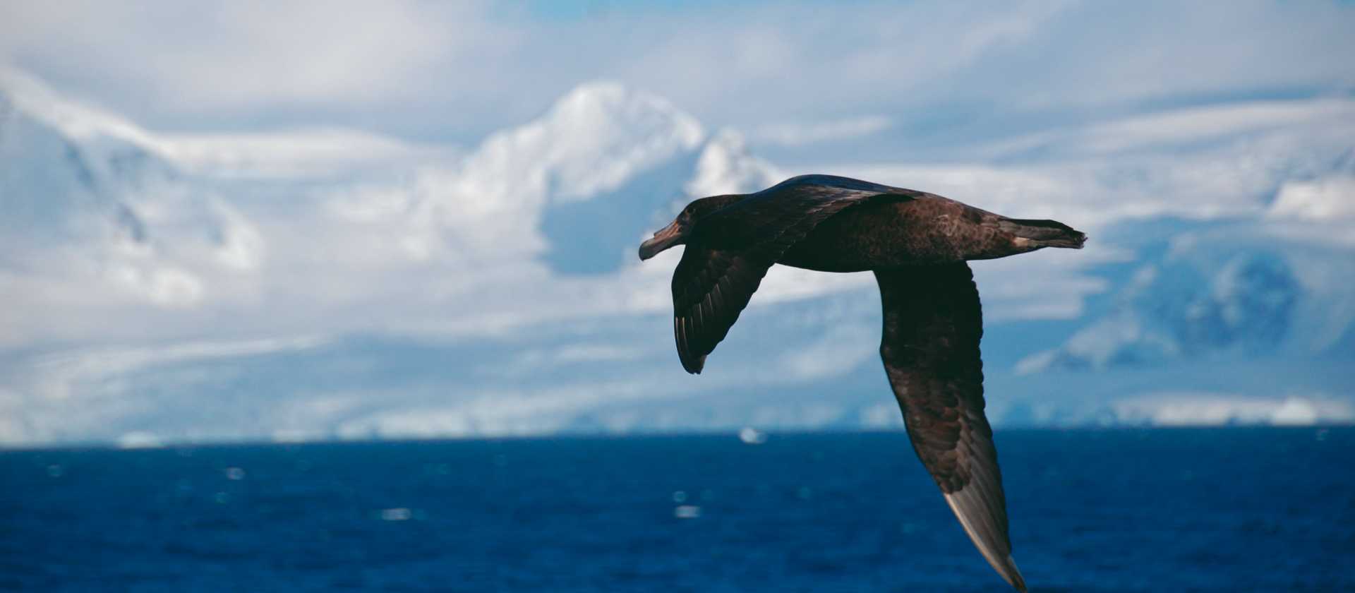 A giant petrel soars alongside a boat in Antarctica | Eve Ollington
