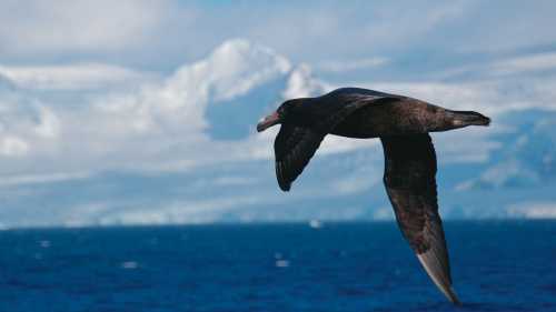 A giant petrel soars alongside a boat in Antarctica | Eve Ollington