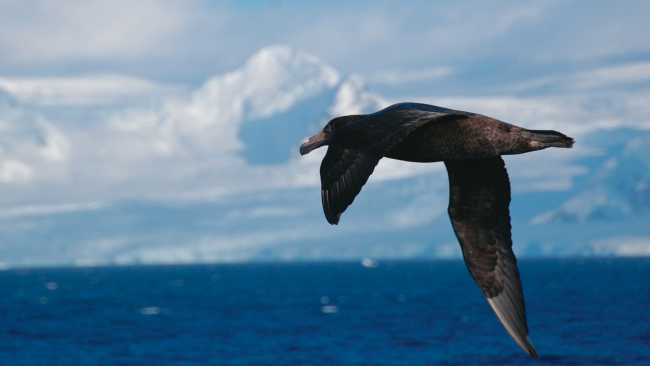 A giant petrel soars alongside a boat in Antarctica | Eve Ollington