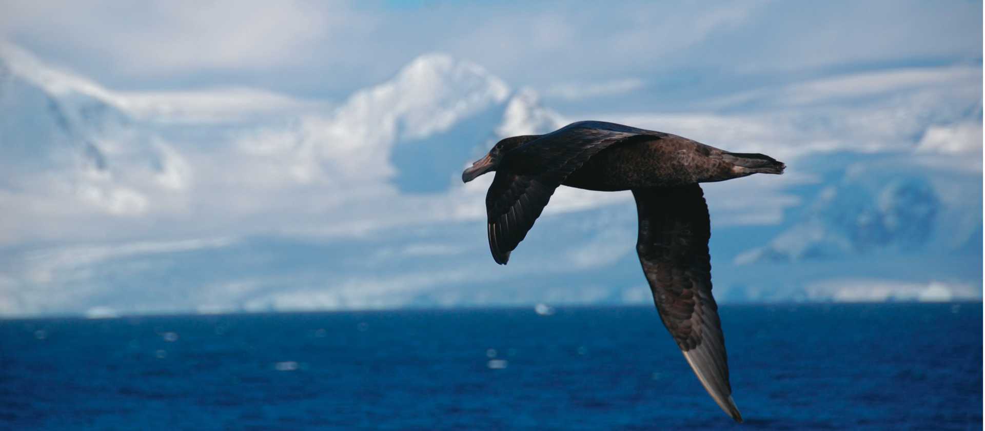 A giant petrel soars alongside a boat in Antarctica | Eve Ollington