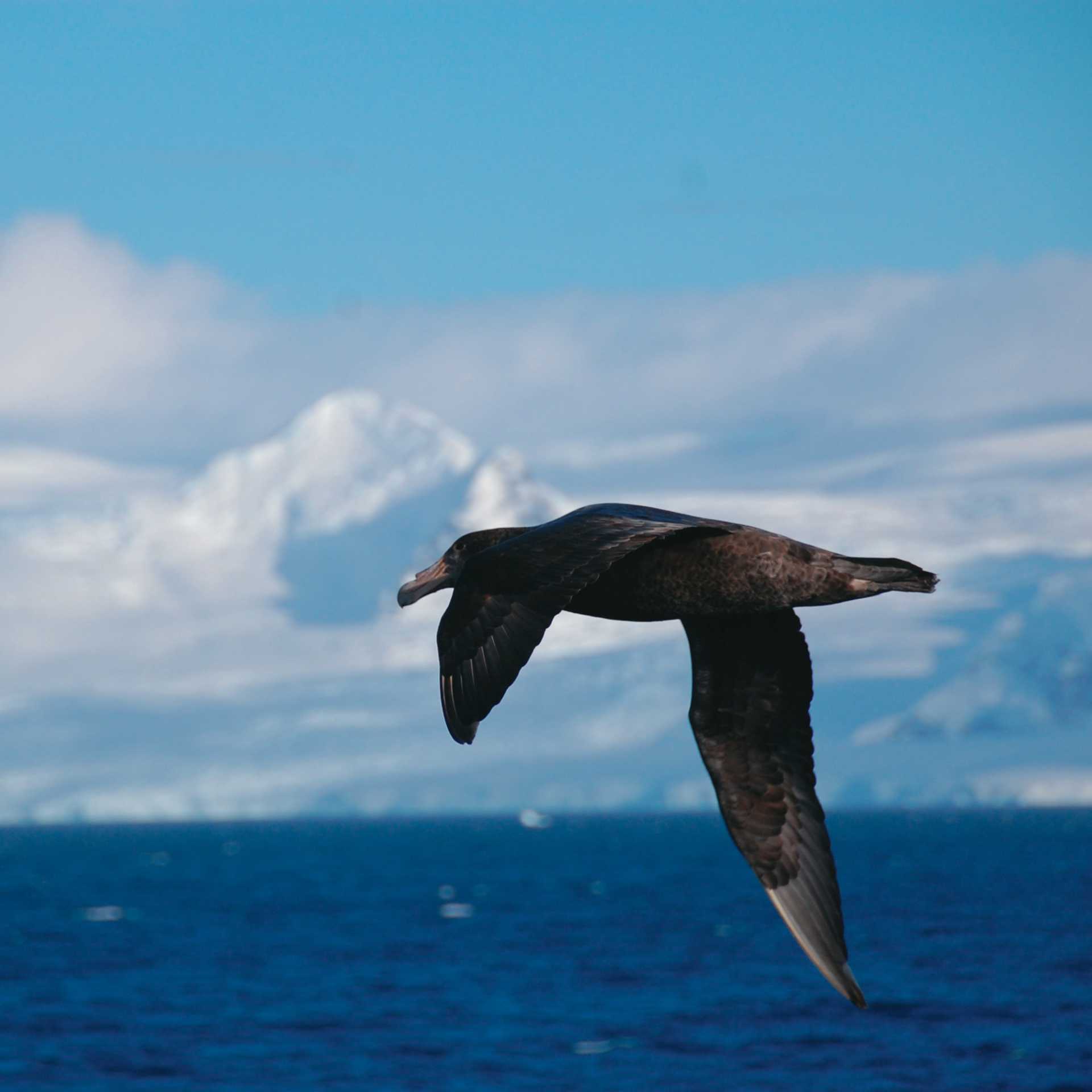 A giant petrel soars alongside a boat in Antarctica | Eve Ollington