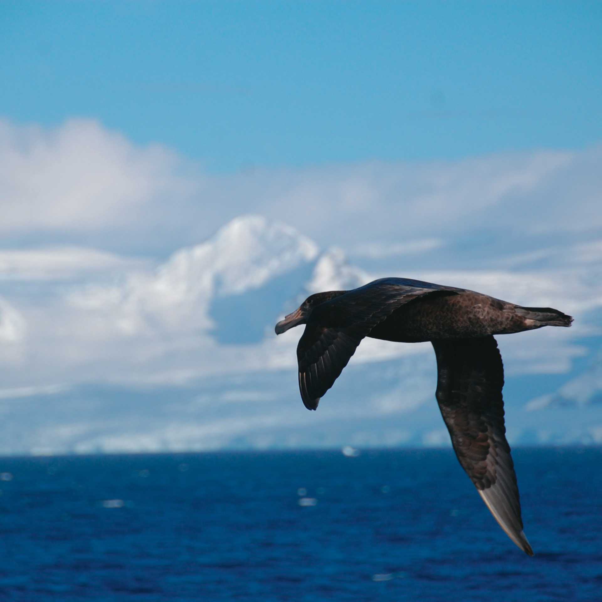 A giant petrel soars alongside a boat in Antarctica | Eve Ollington