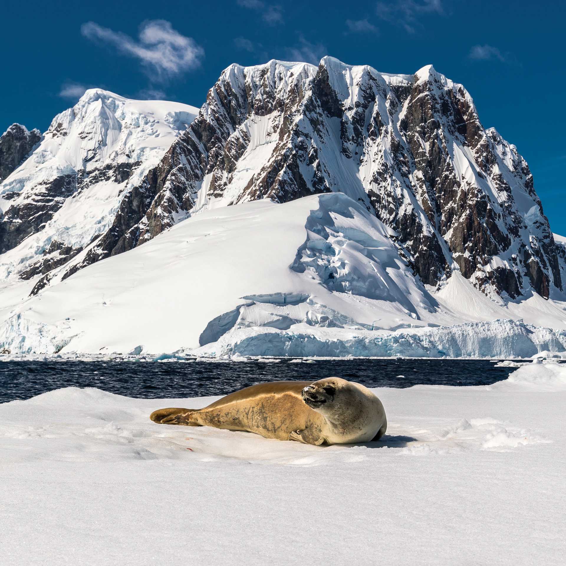 A leopard seal rests on an iceberg in Antarctica | Richard I'Anson