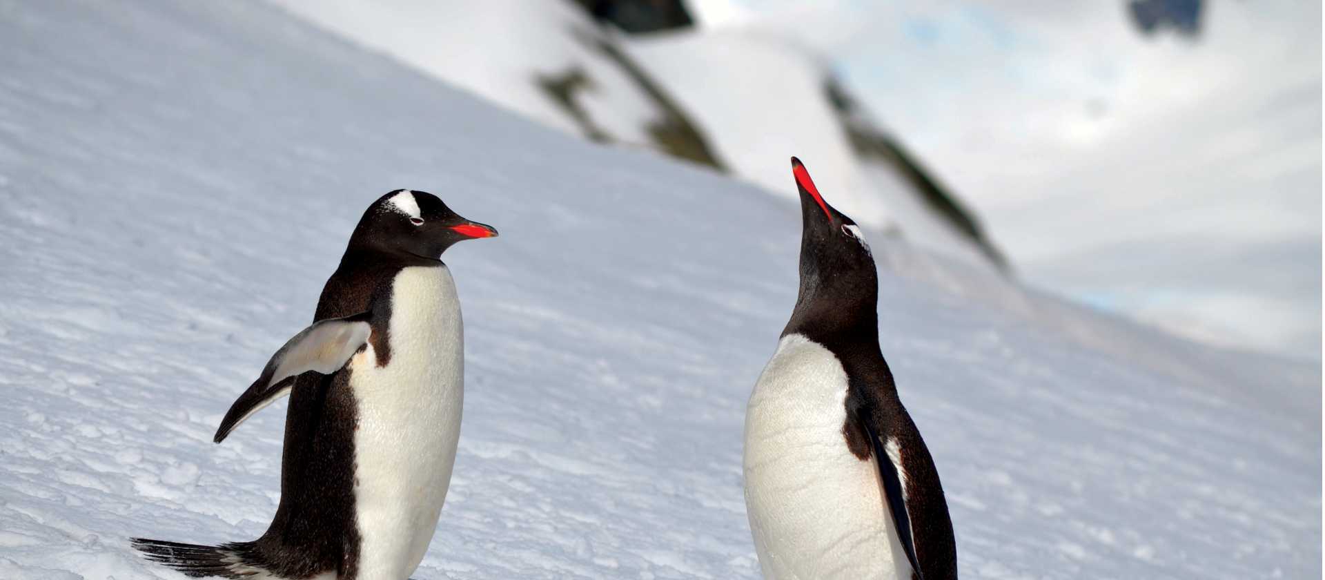 A pair of Gentoo penguins wander the ice | Pam Drummond