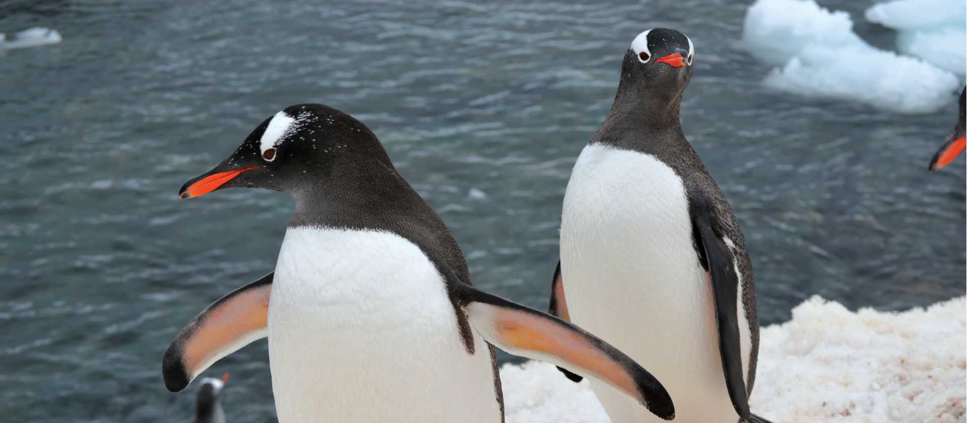 Curious Gentoo penguins running around on the ice | Pam Drummond