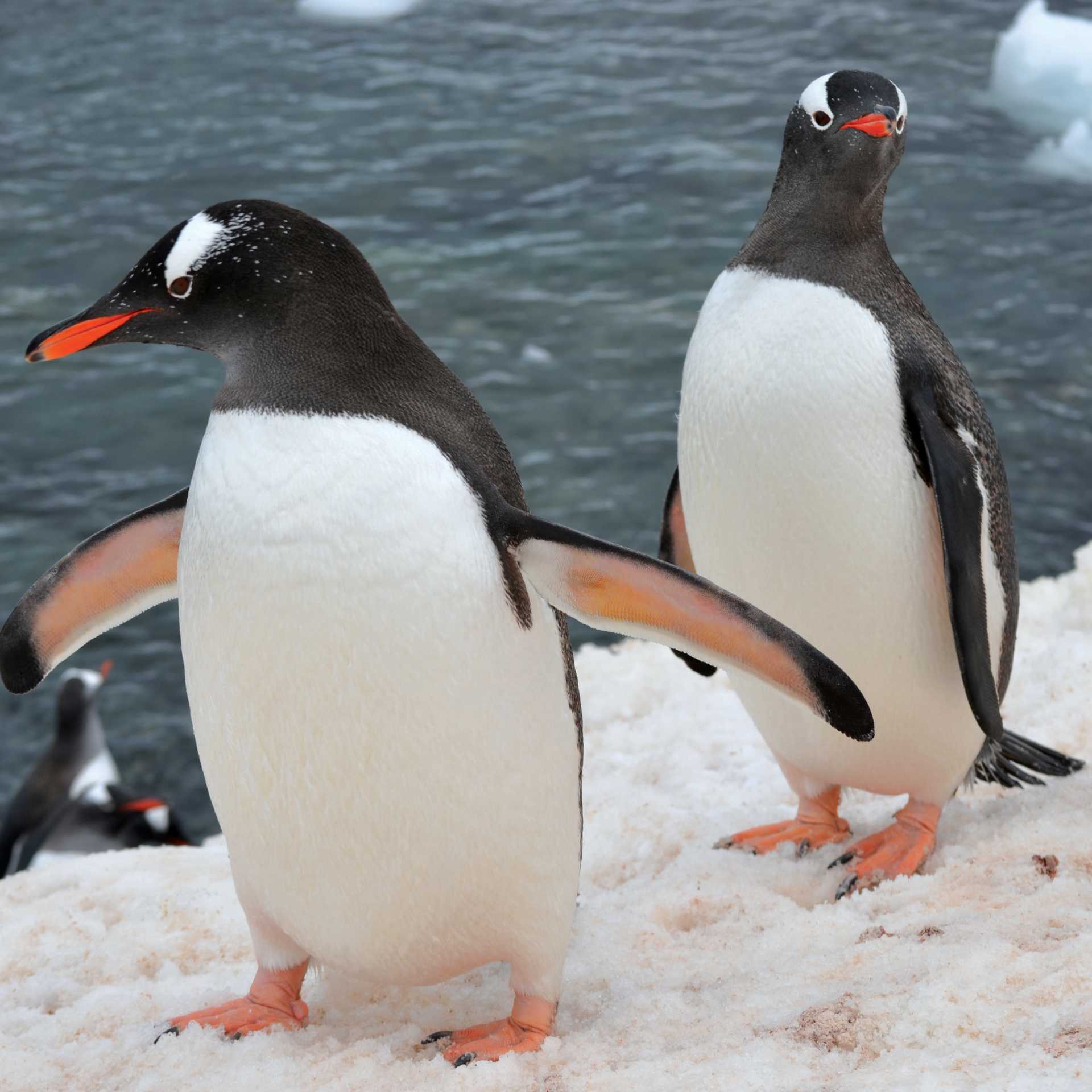 Curious Gentoo penguins running around on the ice | Pam Drummond
