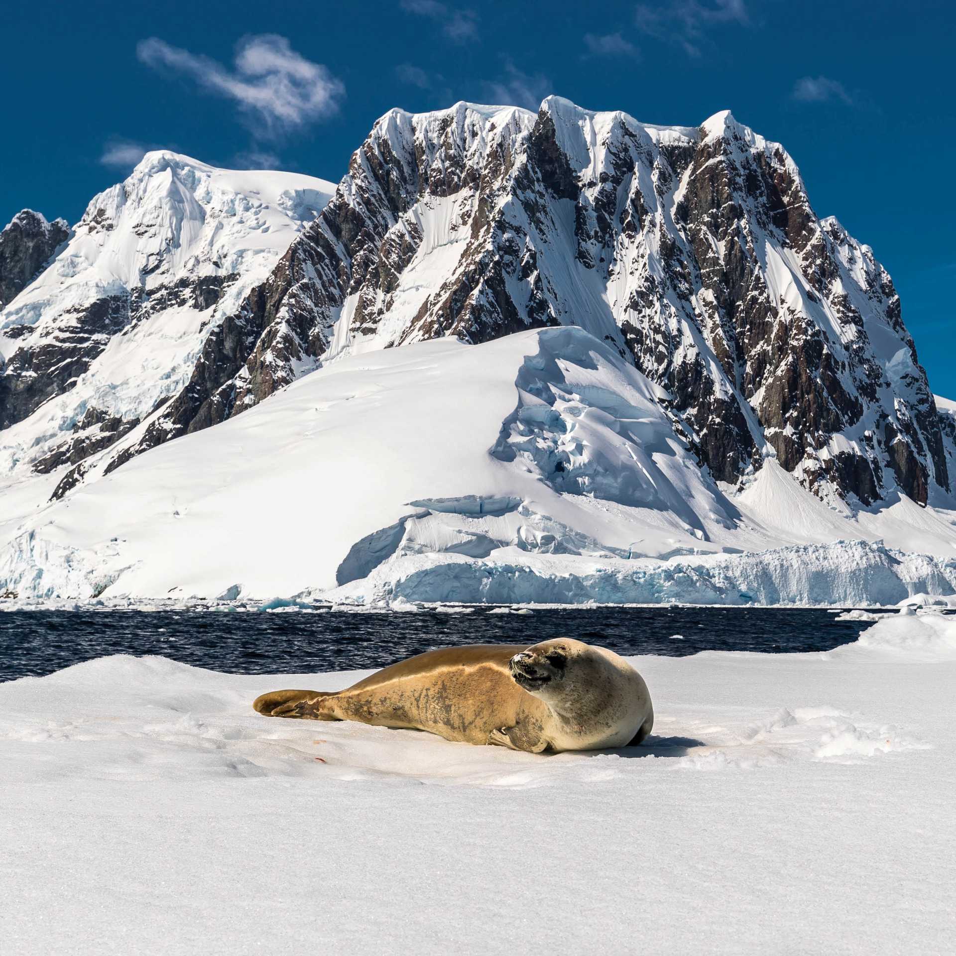 A leopard seal rests on an iceberg in Antarctica | Richard I'Anson