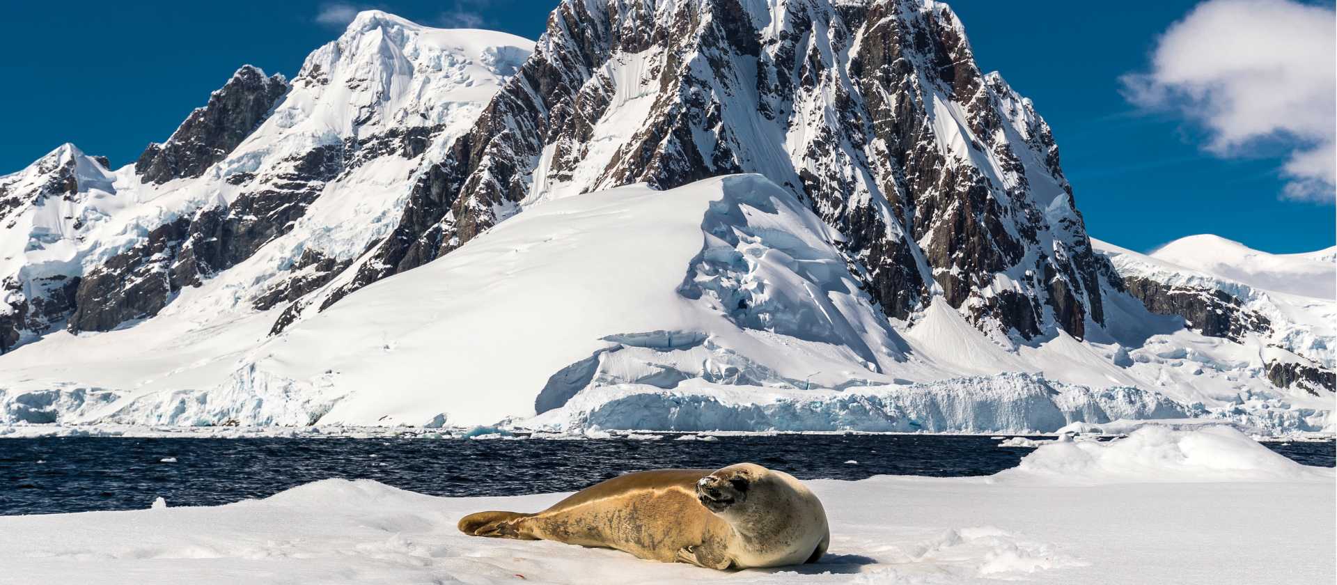 A leopard seal rests on an iceberg in Antarctica | Richard I'Anson