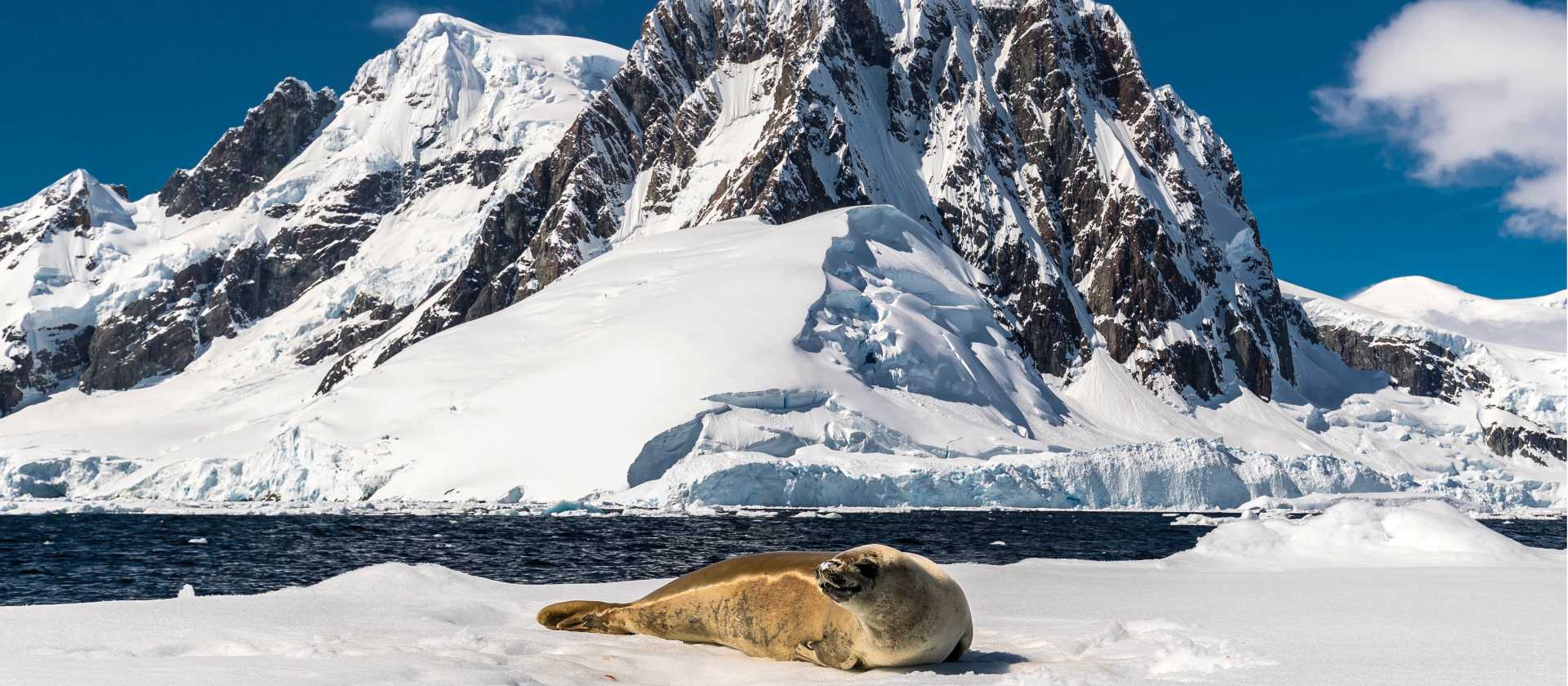 A leopard seal rests on an iceberg in Antarctica | Richard I'Anson