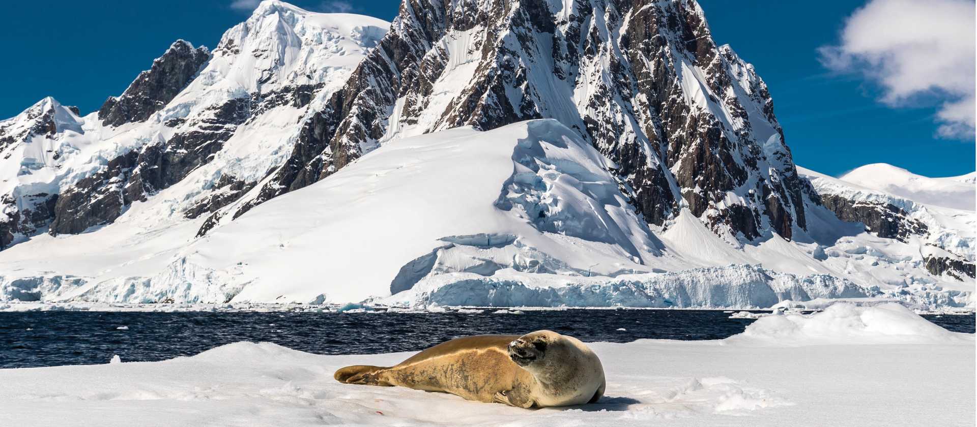 A leopard seal rests on an iceberg in Antarctica | Richard I'Anson