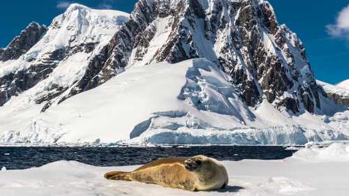 A leopard seal rests on an iceberg in Antarctica | Richard I'Anson