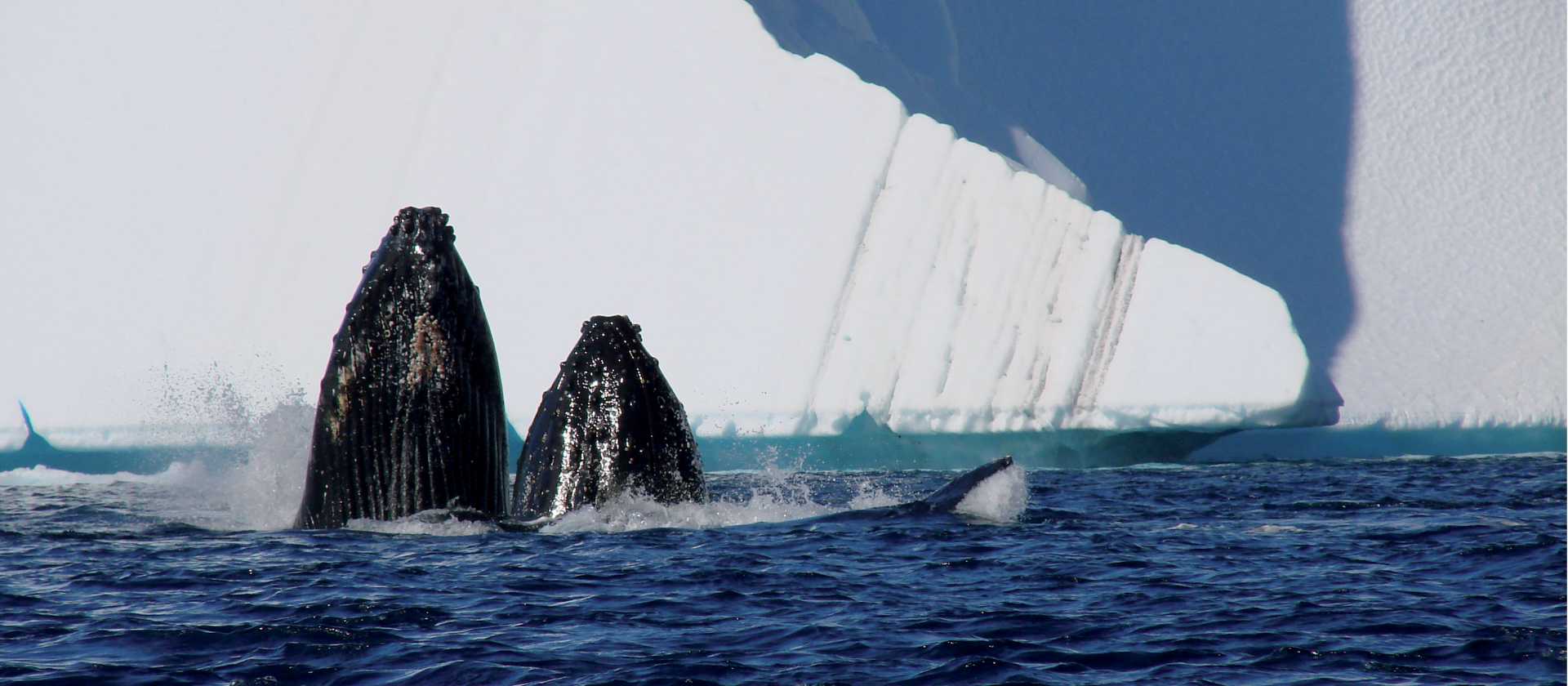 Humpback Whales off the coast of Cuverville Island, Antarctica | Elaine Clueit