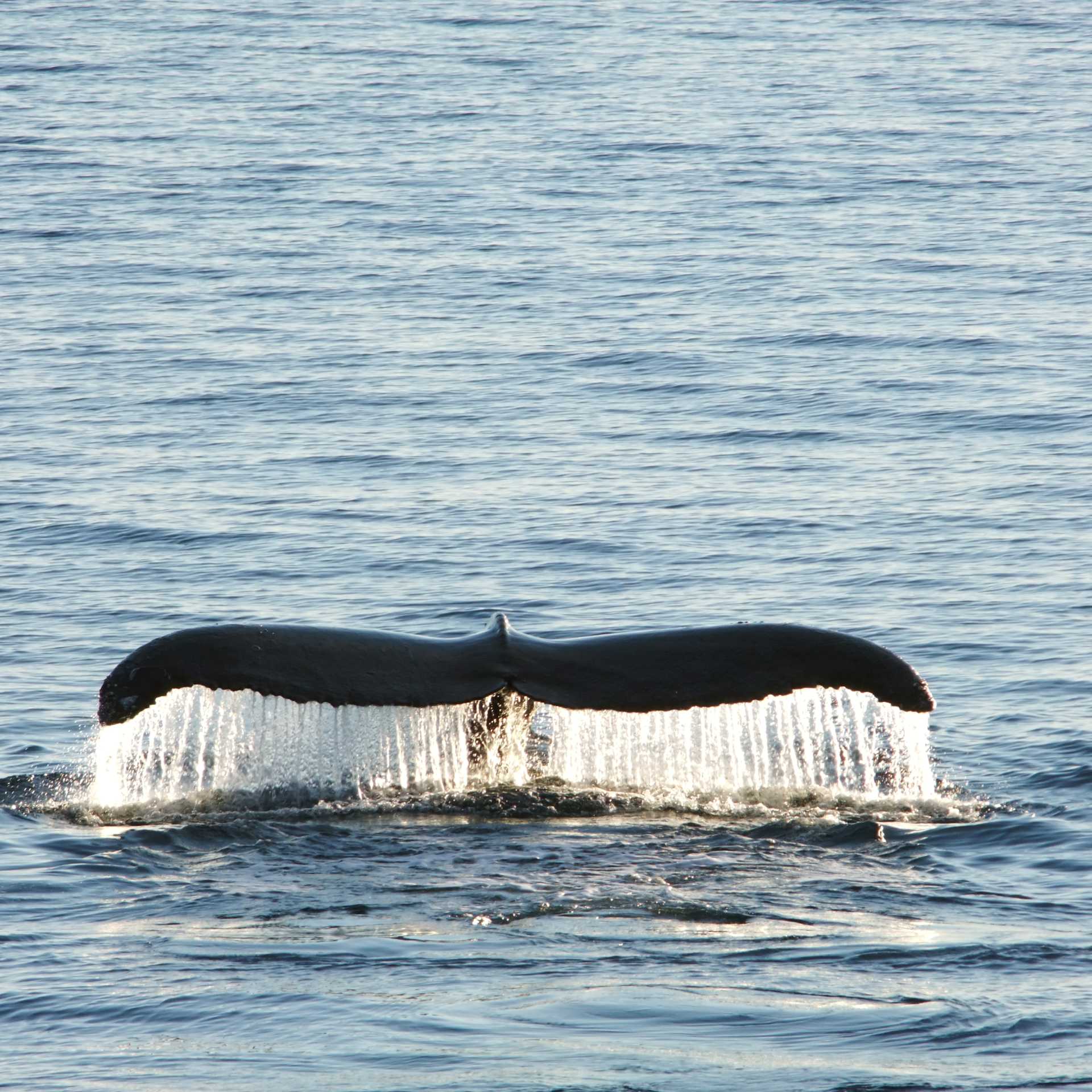 Spectacular encounters in Antarctica