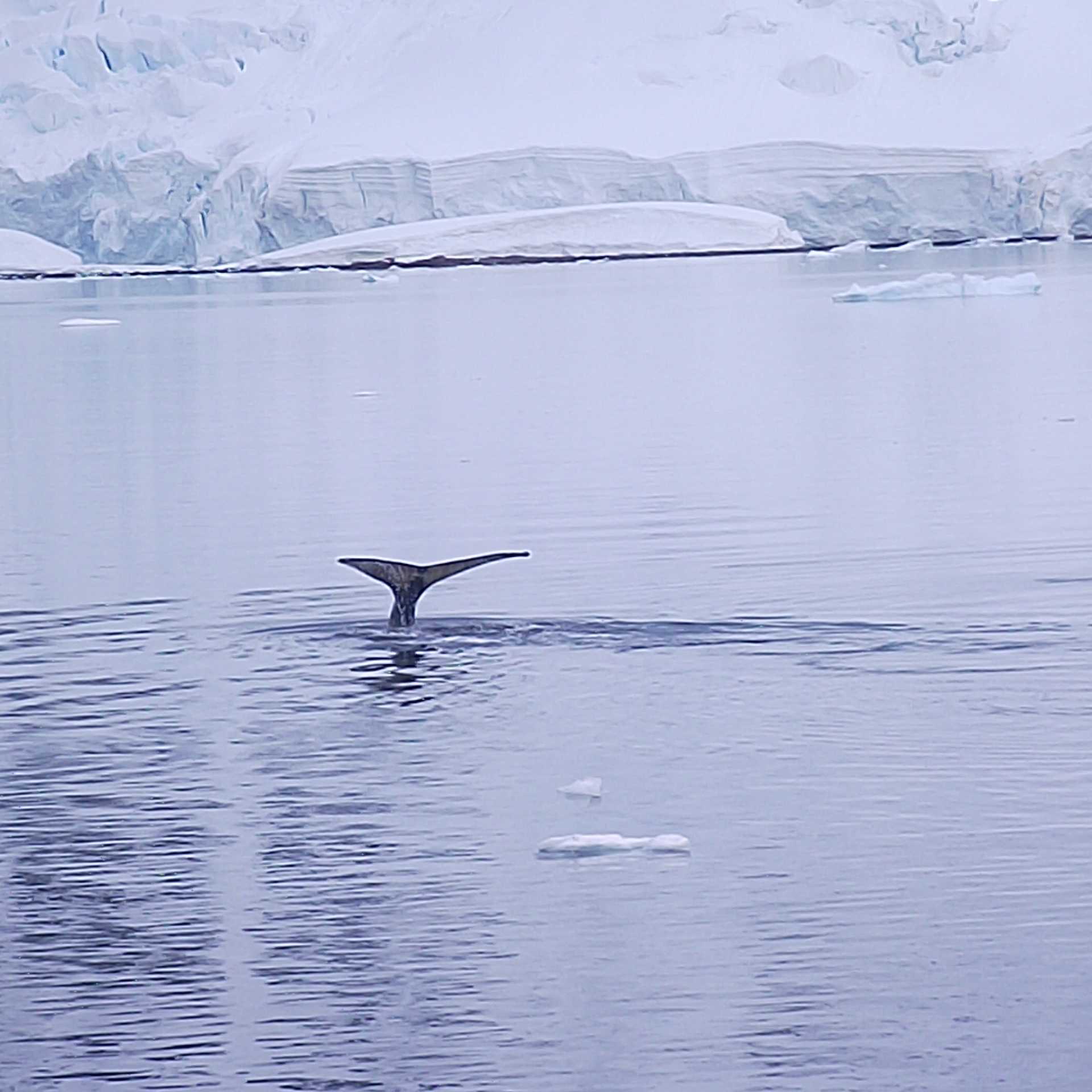 Humpback whale barely makes a ripple