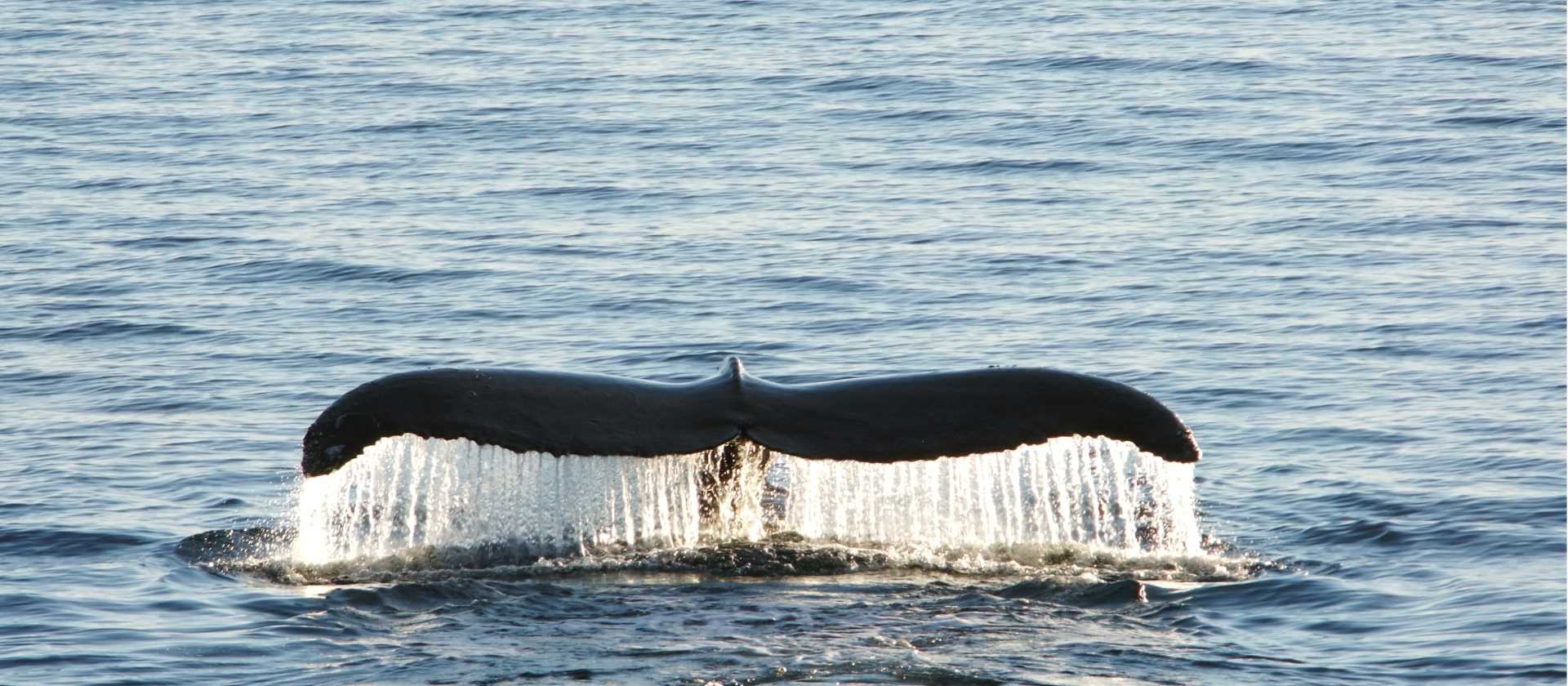 Spectacular encounters in Antarctica
