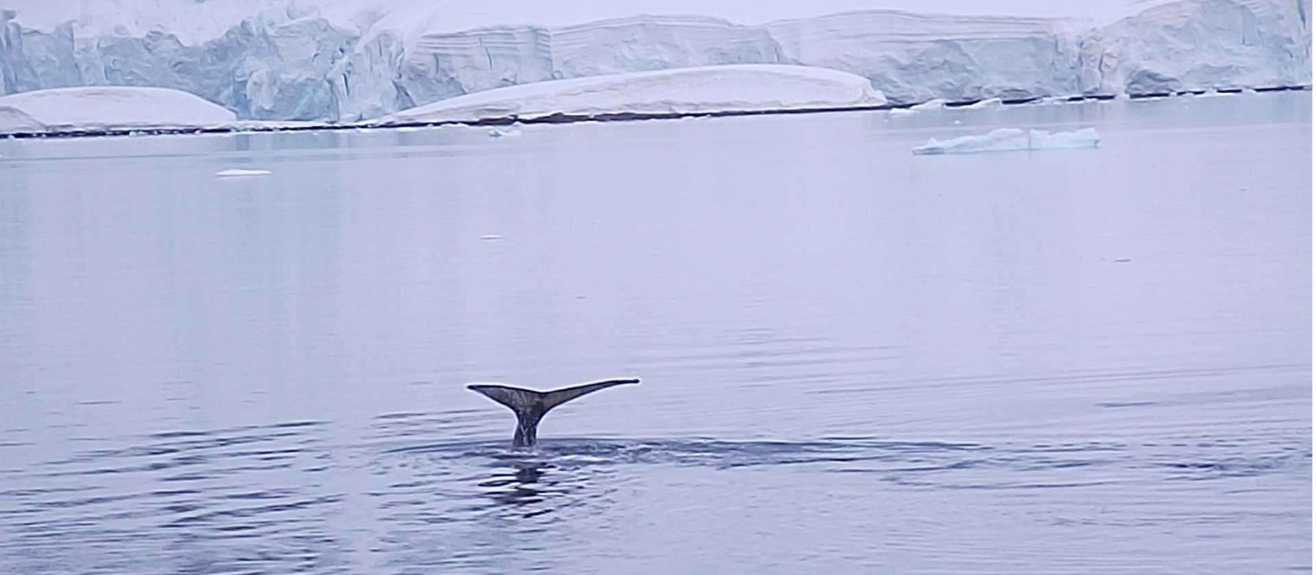 Humpback whale barely makes a ripple