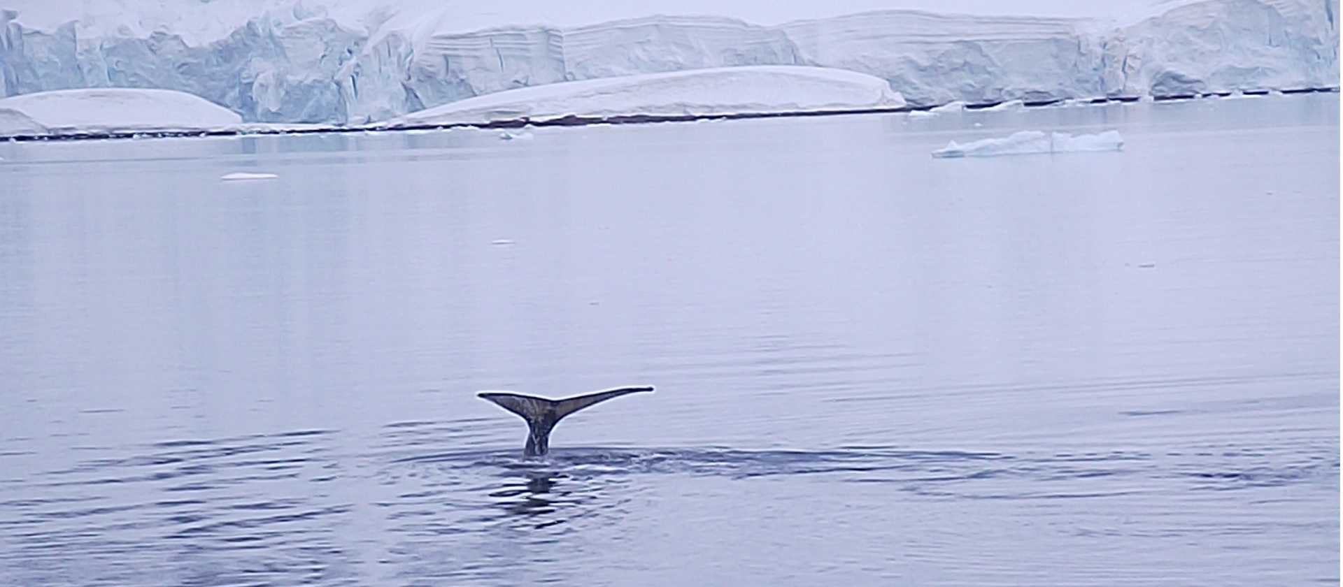 Humpback whale barely makes a ripple