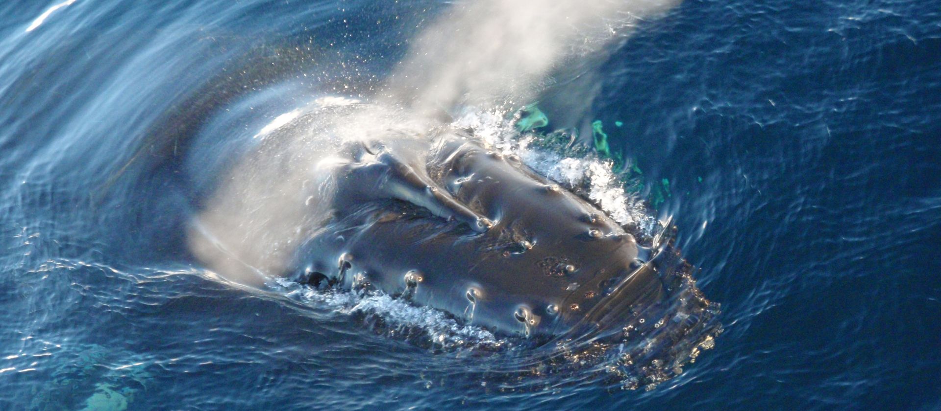 Humpback whale breaching