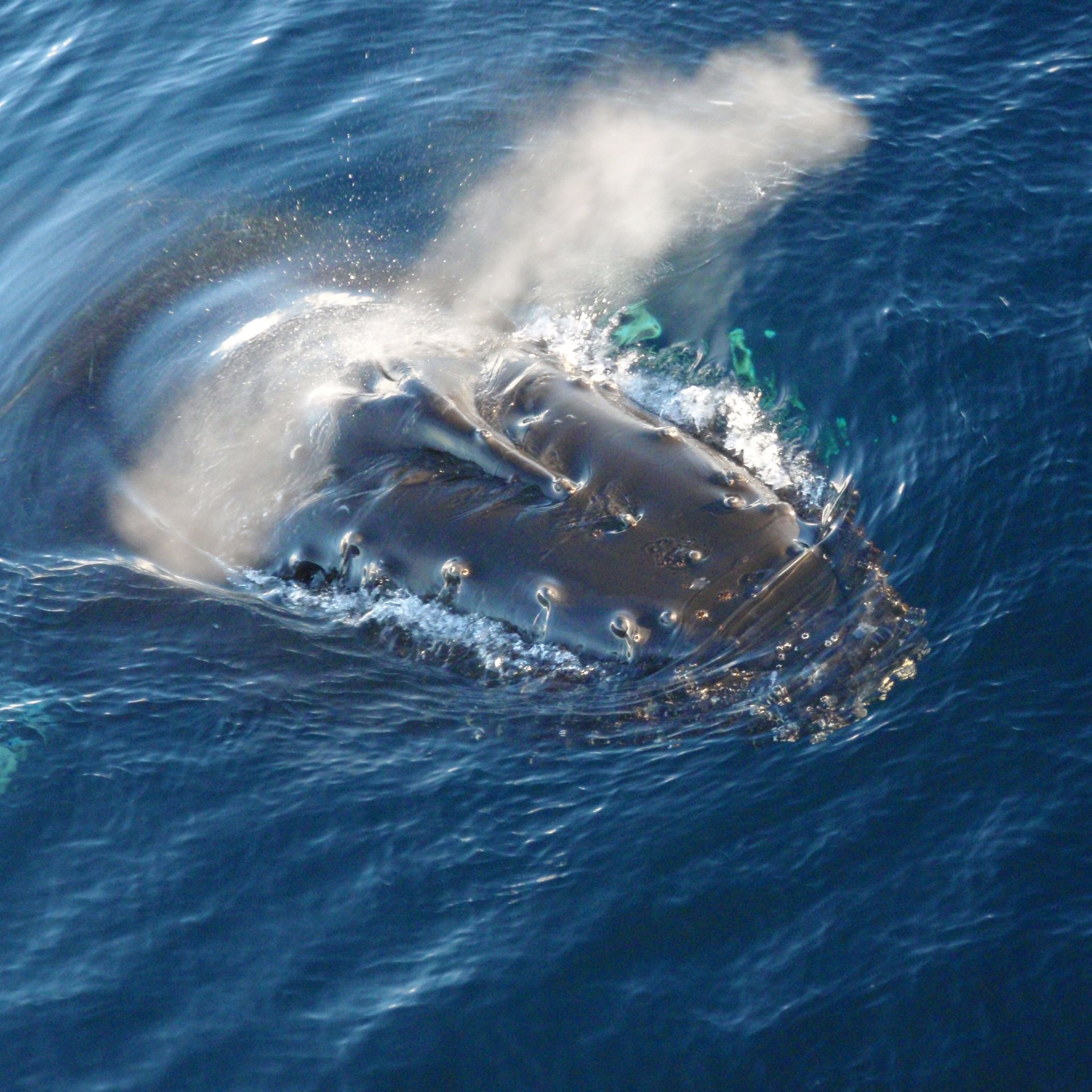 Humpback whale breaching