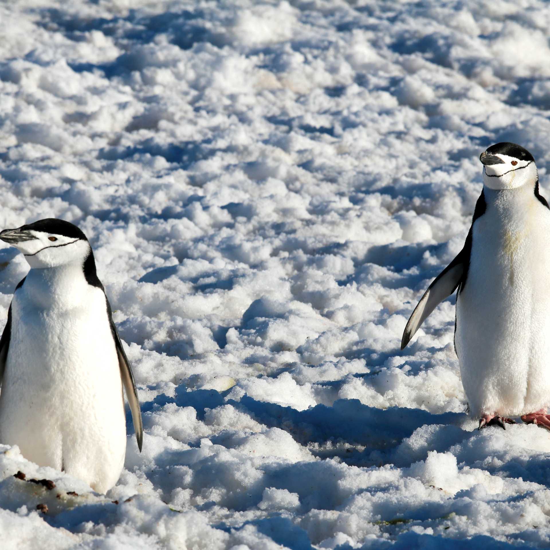 Chinstrap Penguins in Half Moon Bay | Kyle Super