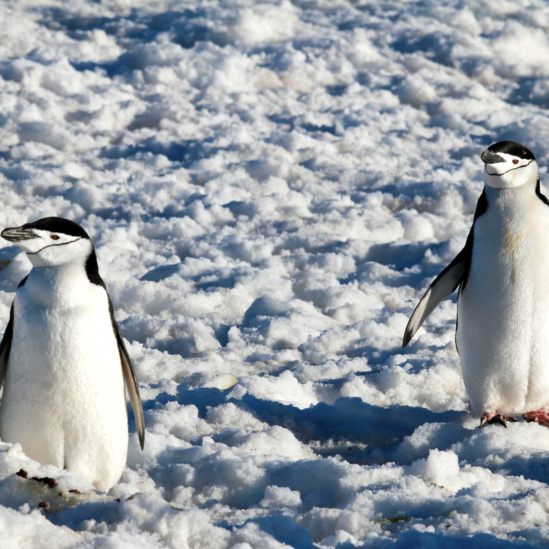 Chinstrap Penguins in Half Moon Bay | Kyle Super