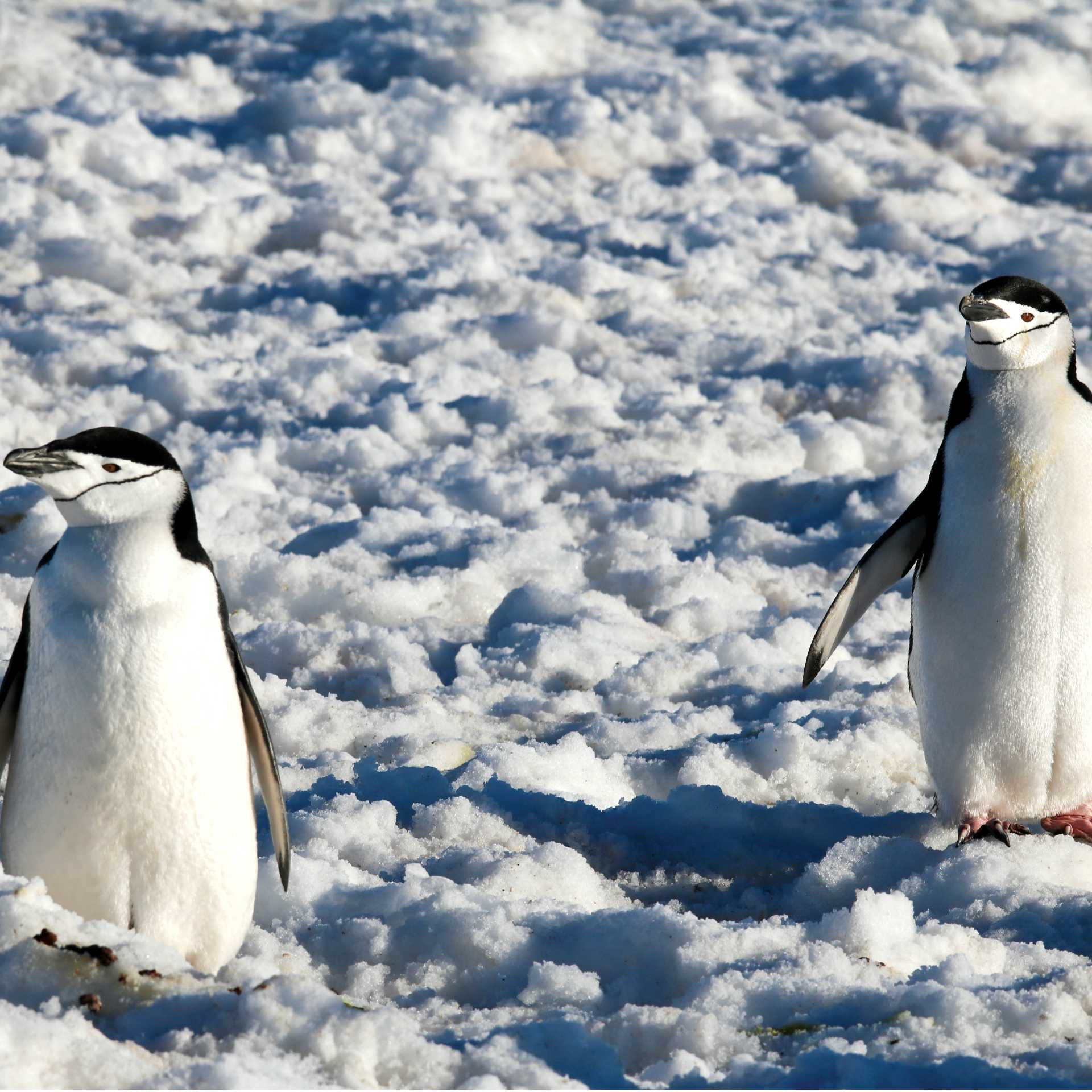 Chinstrap Penguins in Half Moon Bay | Kyle Super