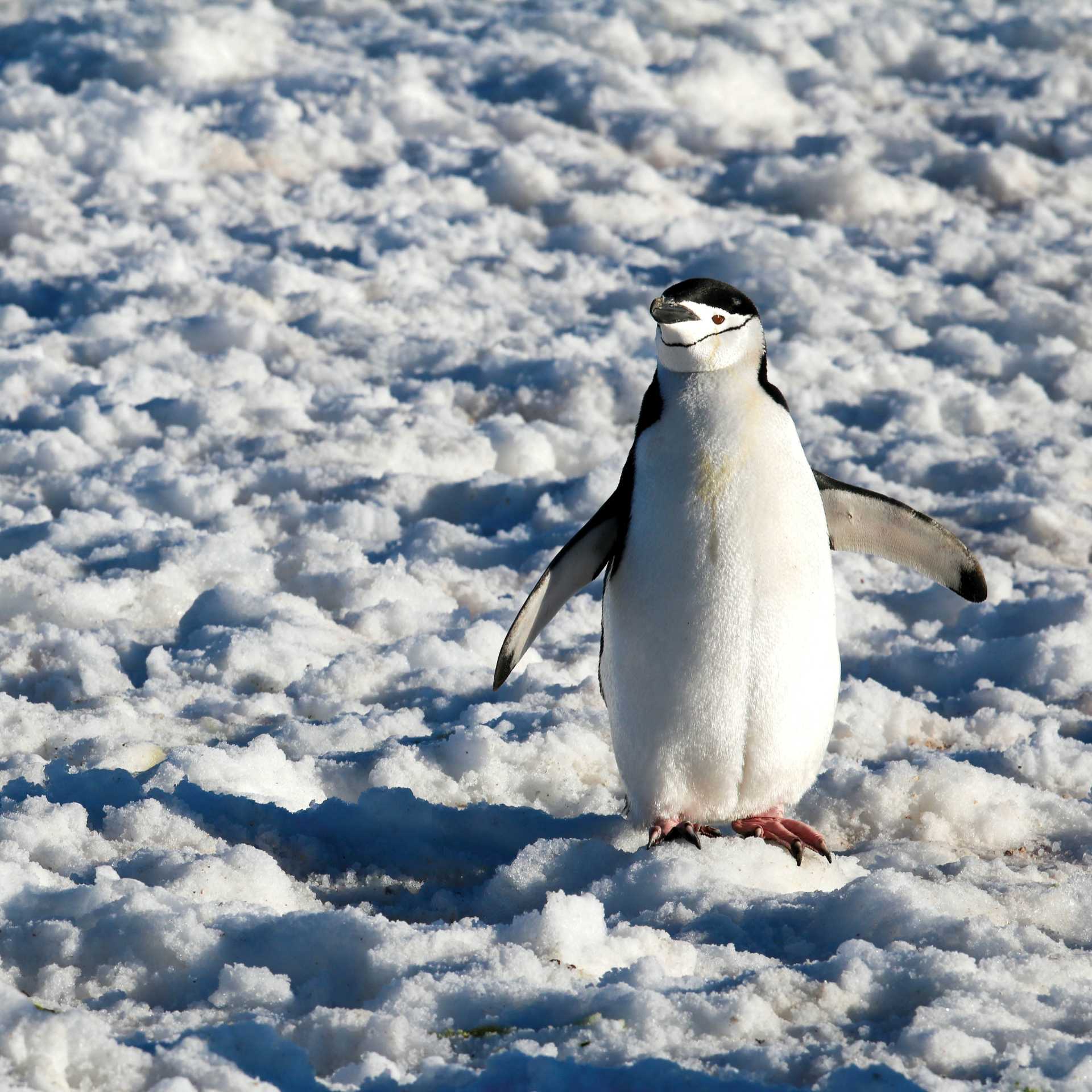 Chinstrap Penguins in Half Moon Bay | Kyle Super