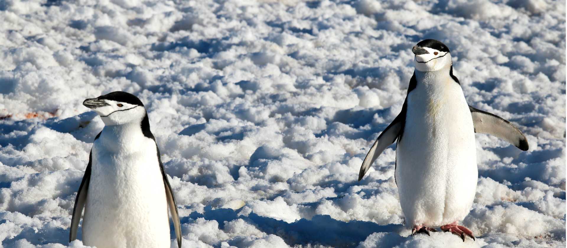 Chinstrap Penguins in Half Moon Bay | Kyle Super