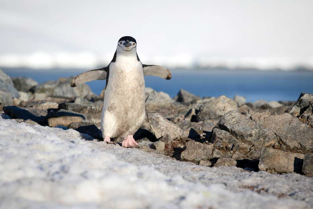 Chinstrap penguin on the shores of Half Moon Bay |  Kyle Super