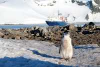 Curious Chinstrap poses for a snap | Kyle Super