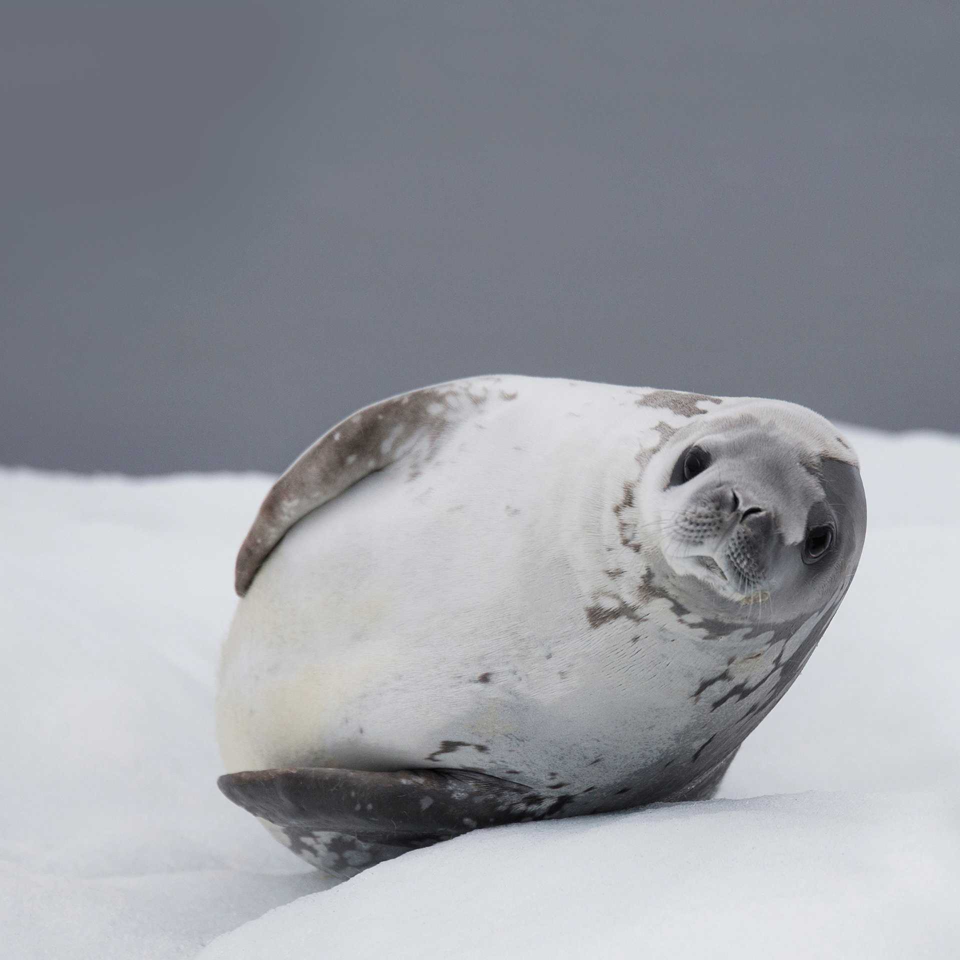 Crabeater Seal | Alex Cearns Houndstooth Studio