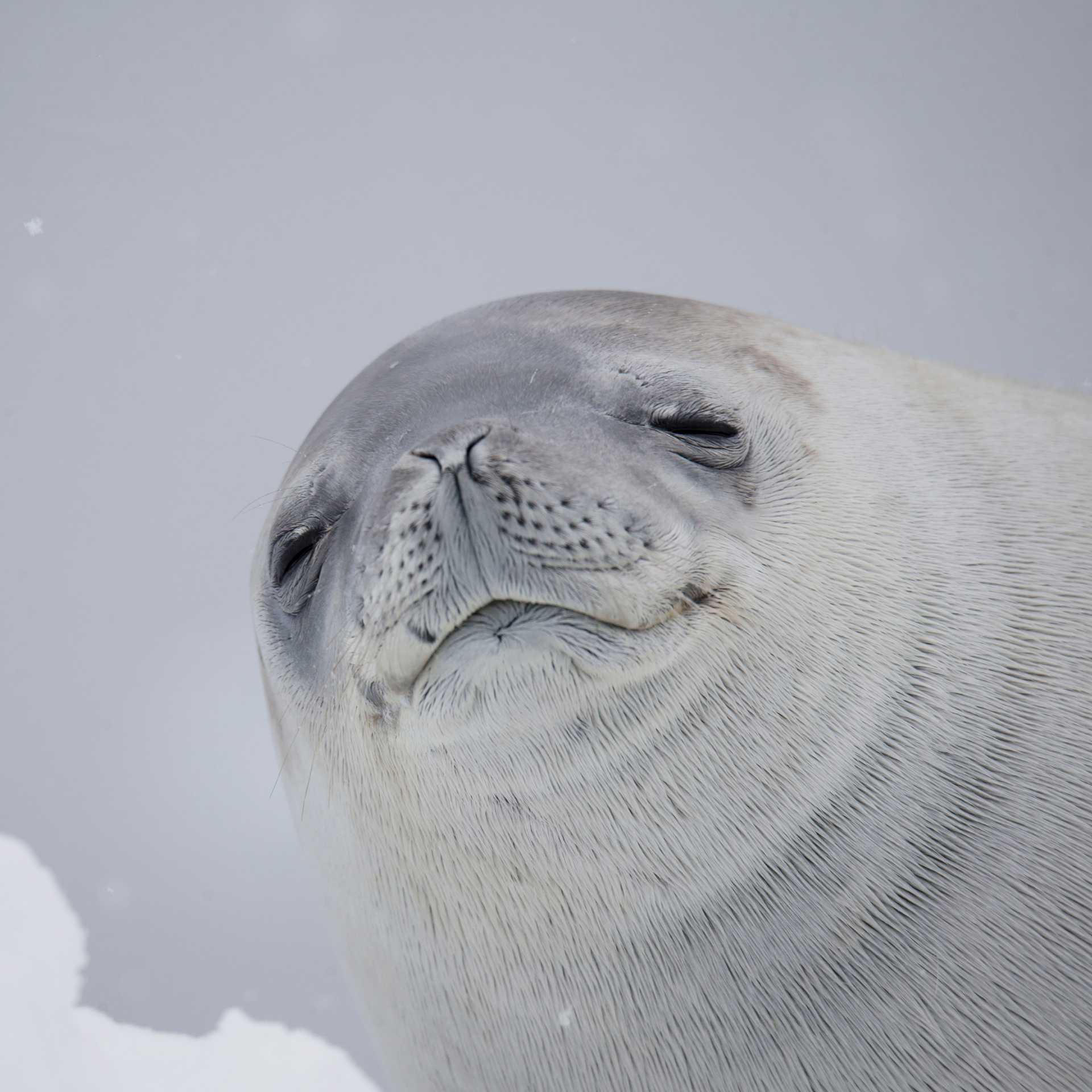 Zen Crabeater Seal | Alex Cearns Houndstooth Studio
