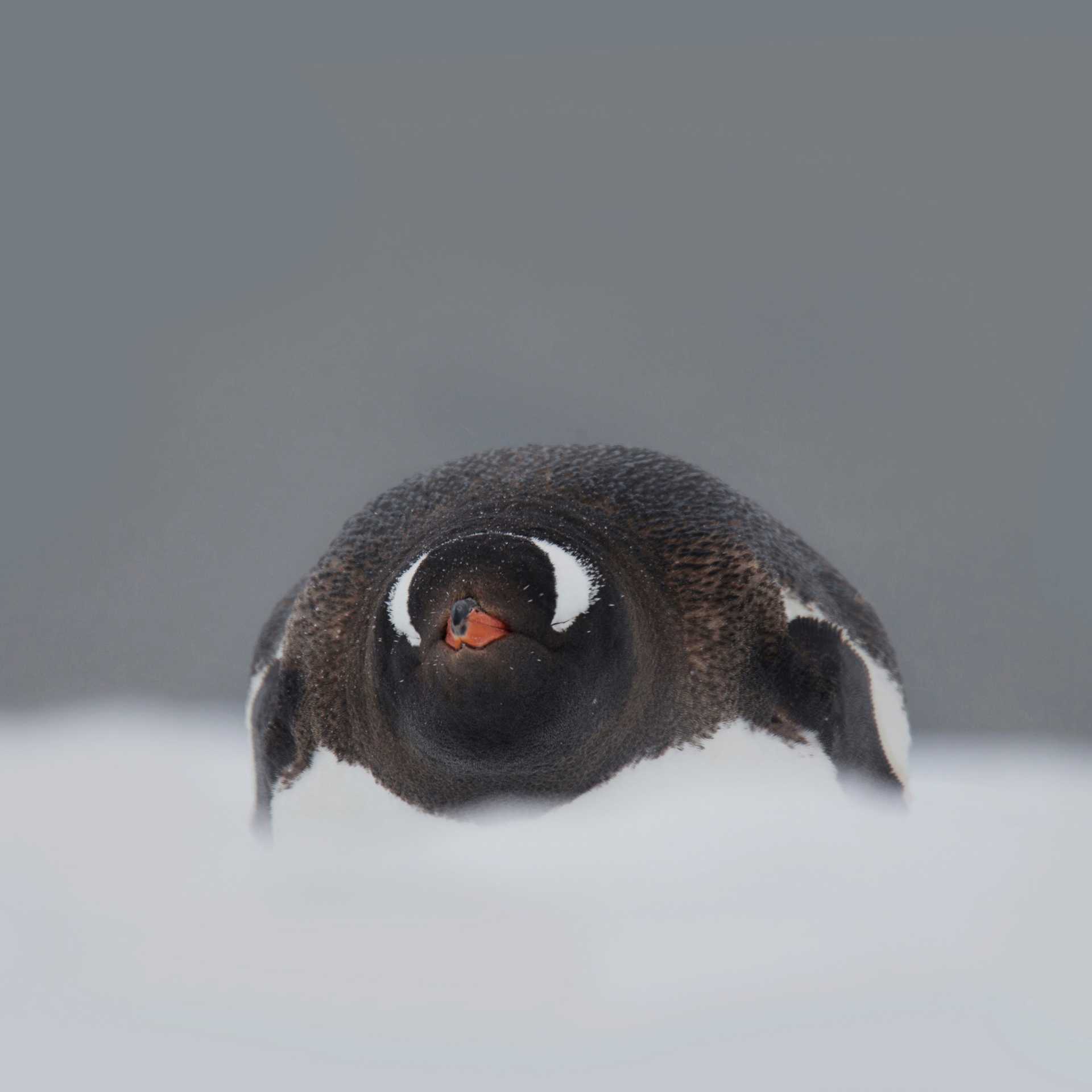 In a snow storm | Alex Cearns Houndstooth Studio