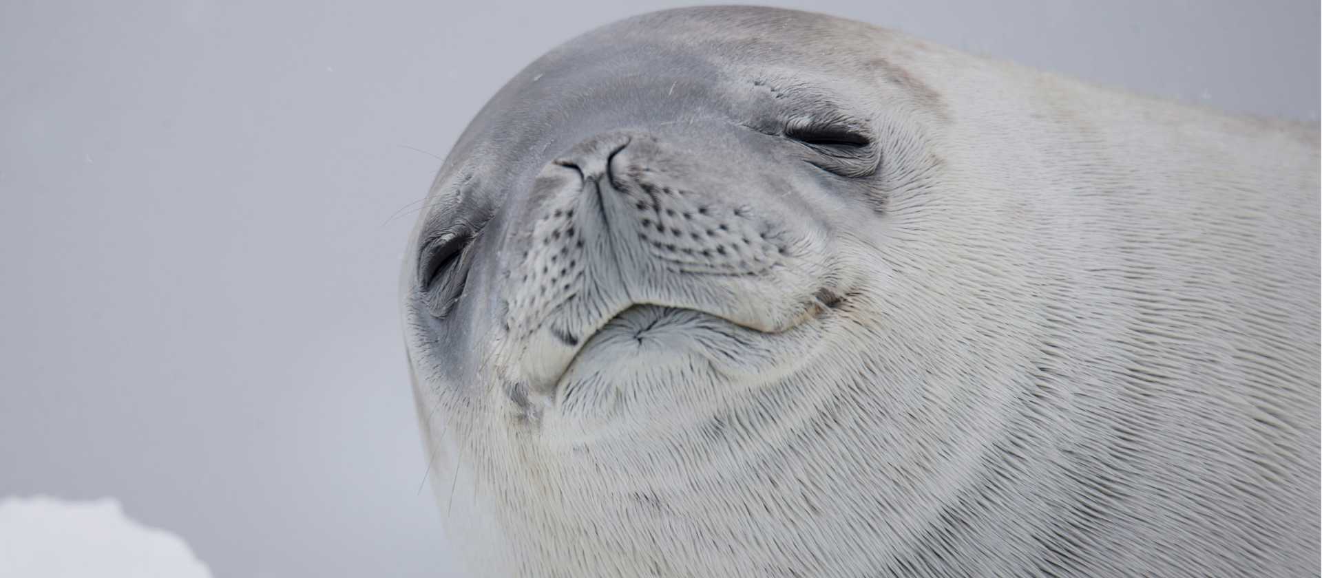 Zen Crabeater Seal | Alex Cearns Houndstooth Studio