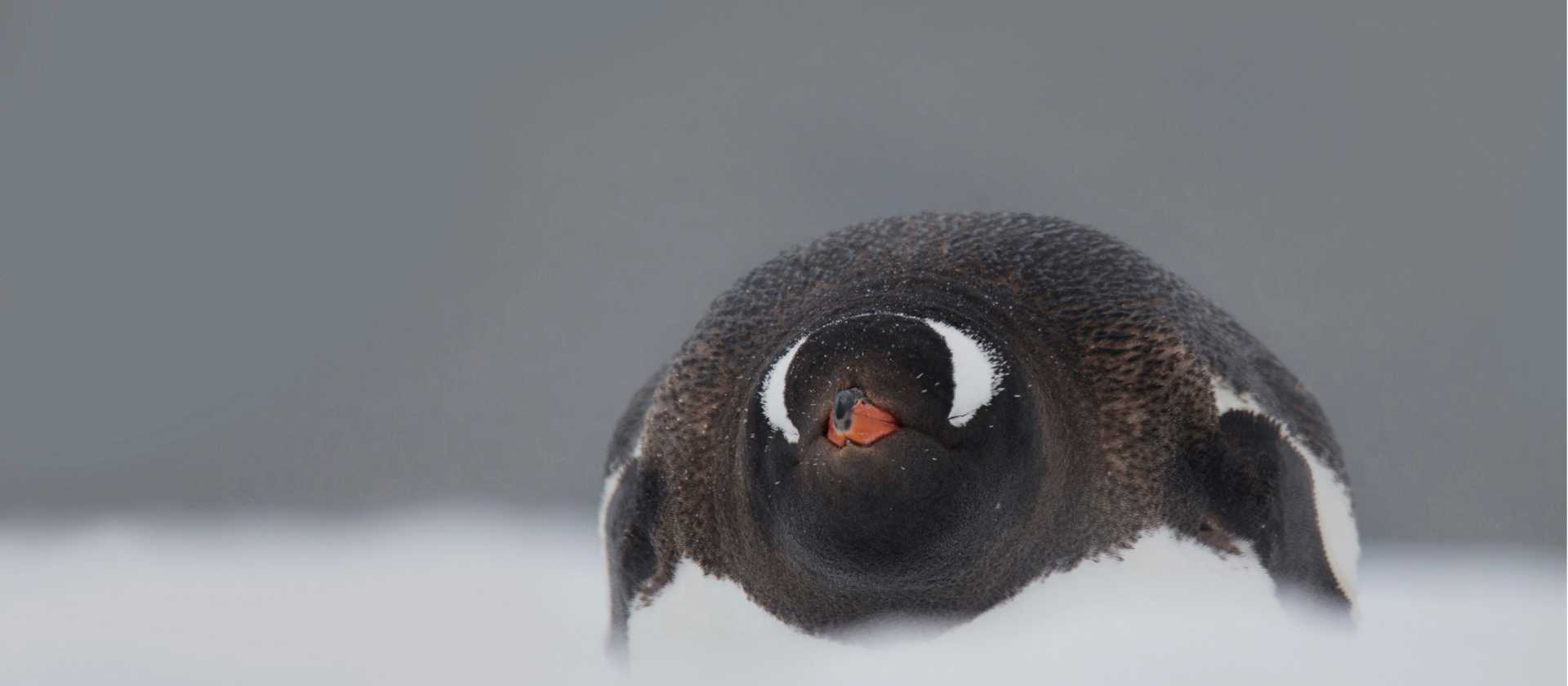 In a snow storm | Alex Cearns Houndstooth Studio