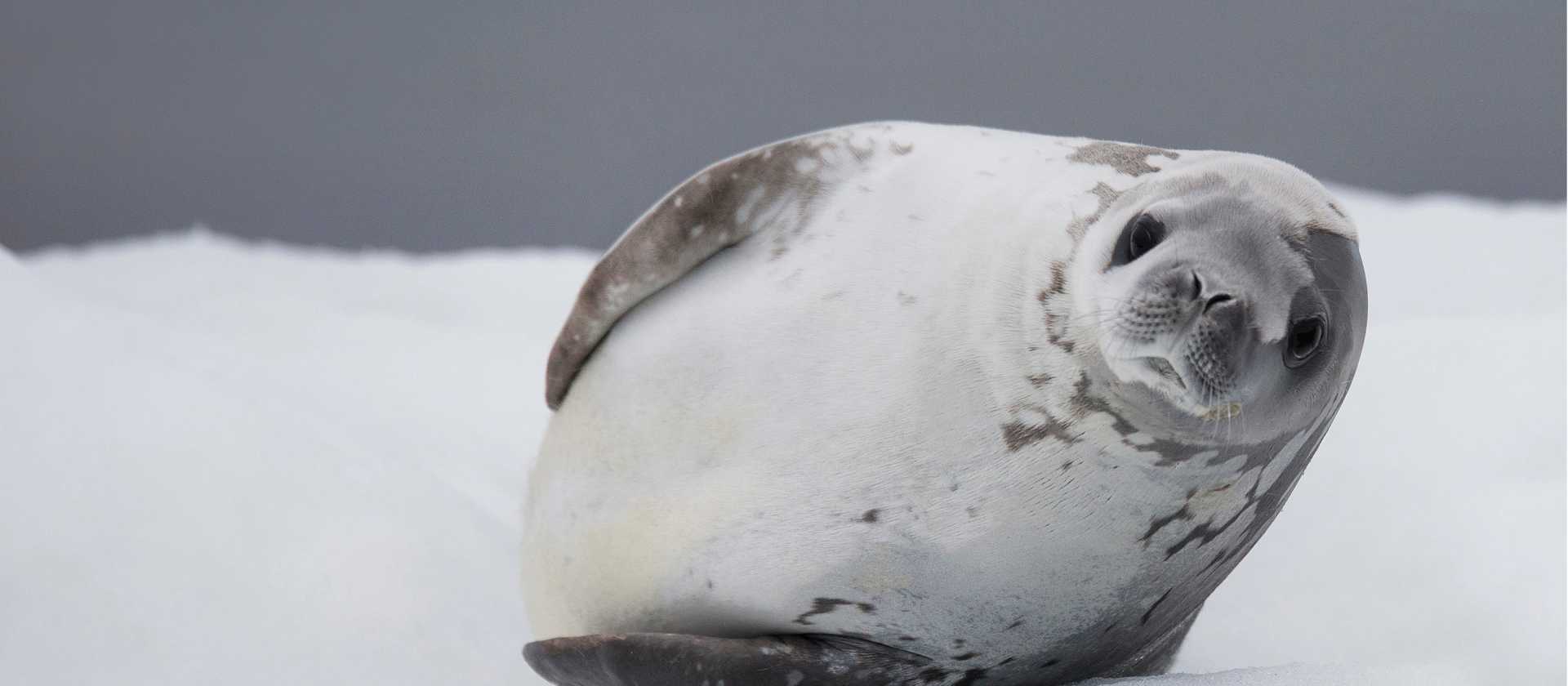 Crabeater Seal | Alex Cearns Houndstooth Studio