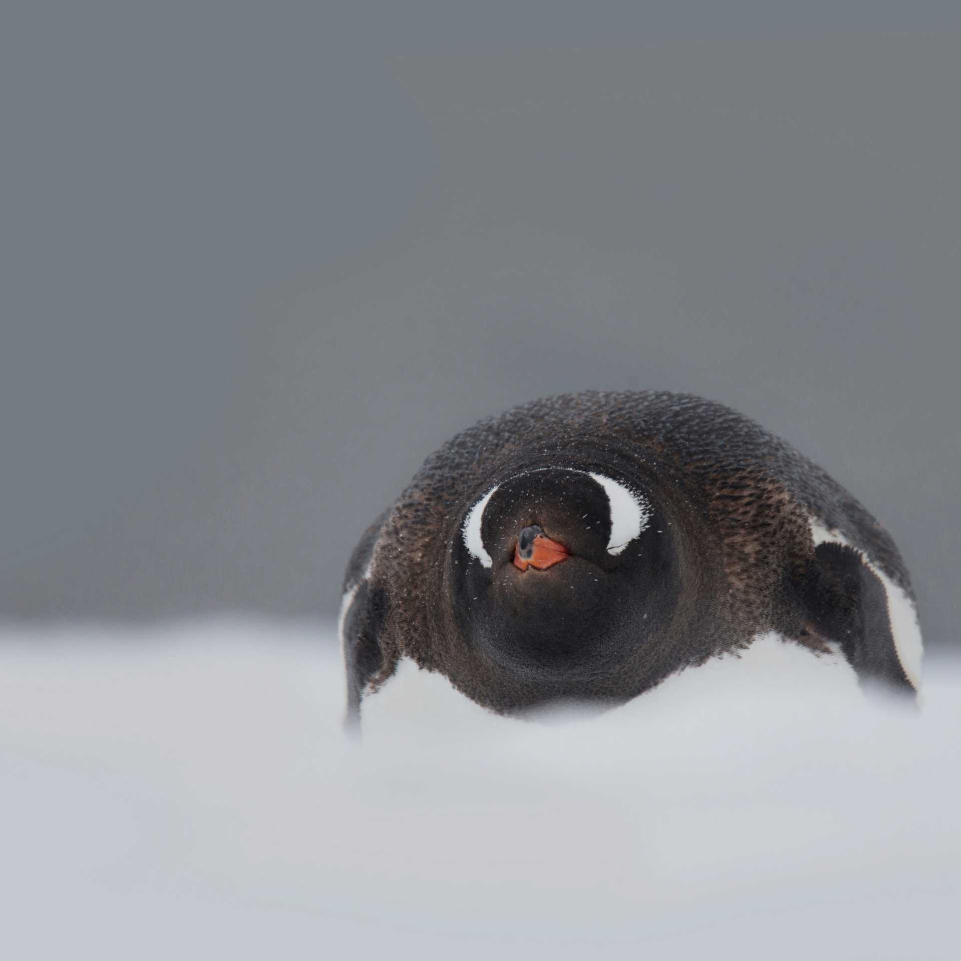 In a snow storm | Alex Cearns Houndstooth Studio