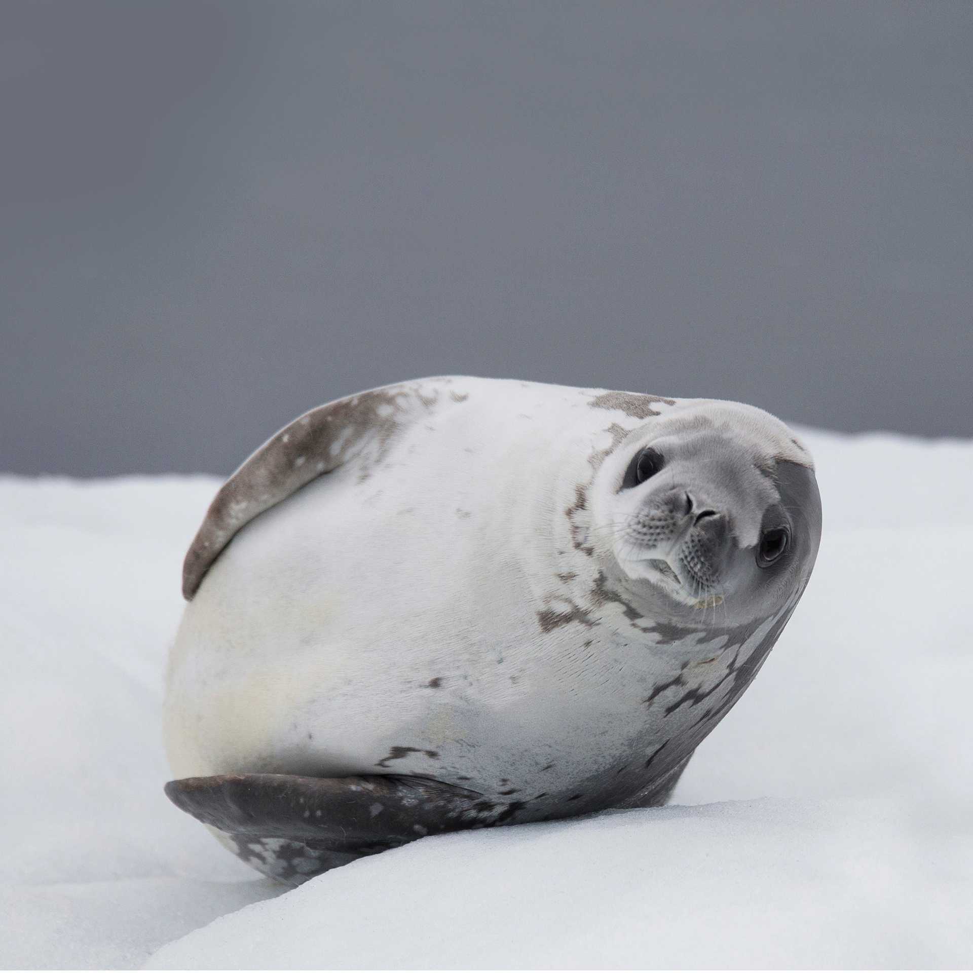 Crabeater Seal | Alex Cearns Houndstooth Studio