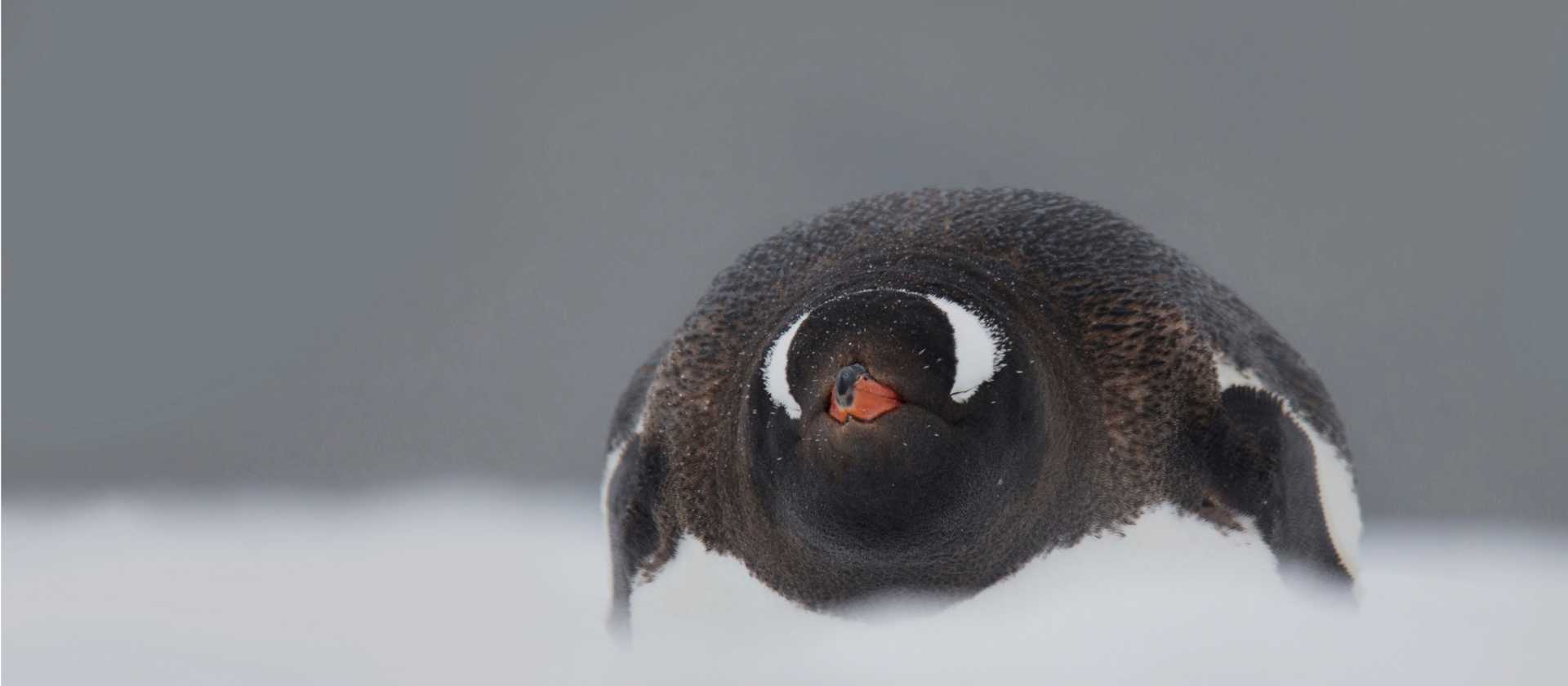 In a snow storm | Alex Cearns Houndstooth Studio