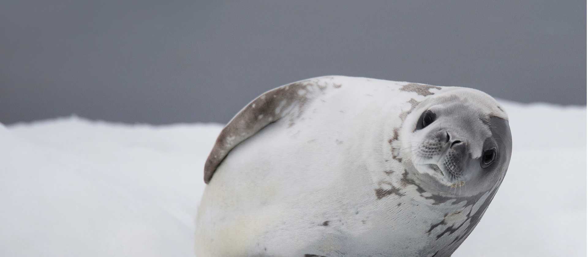 Crabeater Seal | Alex Cearns Houndstooth Studio