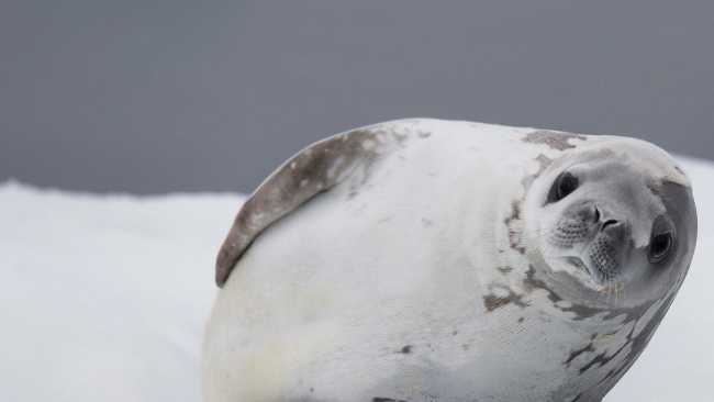 Crabeater Seal | Alex Cearns Houndstooth Studio