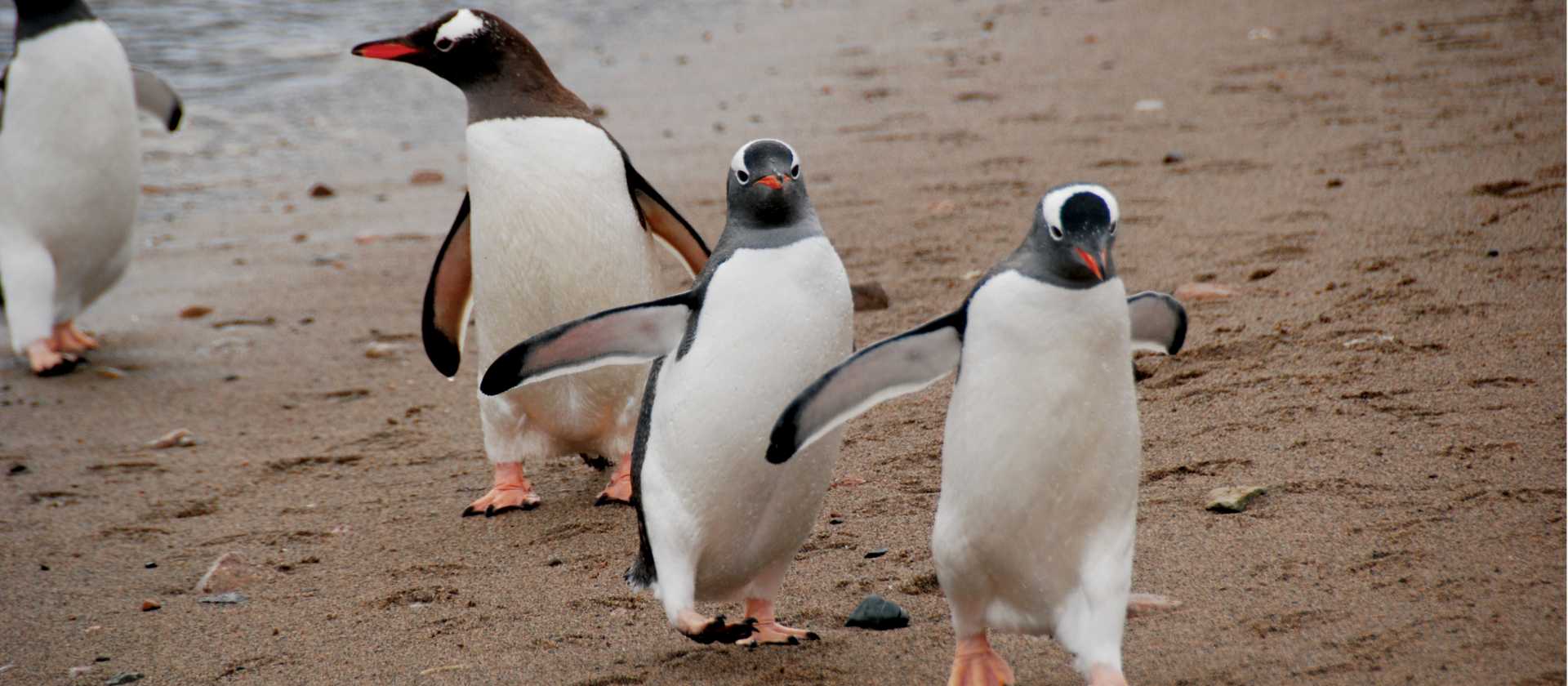 Gentoo parade | Eve Ollington