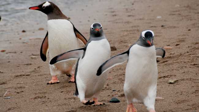 Gentoo parade | Eve Ollington